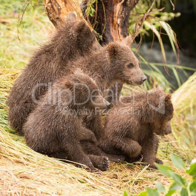 Four bear cubs looking in same direction