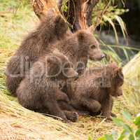 Four bear cubs looking in same direction