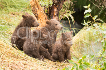 Four bear cubs looking right towards river