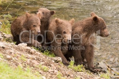 Four brown bear cubs beside Brooks River