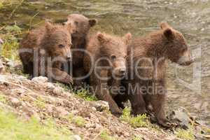 Four brown bear cubs beside Brooks River
