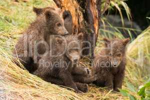 Four brown bear cubs sitting by tree