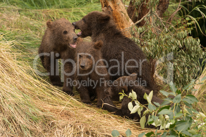 Four brown bear cubs sitting beneath tree