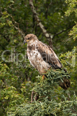 Juvenile bald eagle perched in pine tree