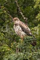 Juvenile bald eagle perched in pine tree