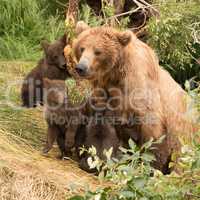 Four brown bear cubs sitting with mother