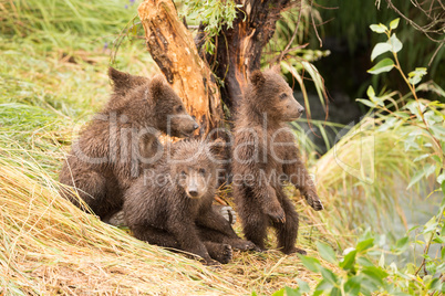 One bear cub standing and three sitting