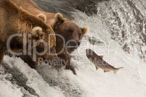 Salmon jumps towards two bears on waterfall