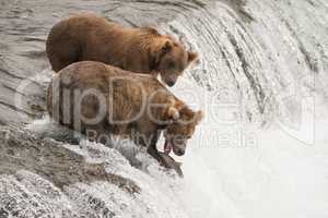 One brown bear beside another catches salmon