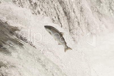 Salmon leaping Brooks Falls in white water