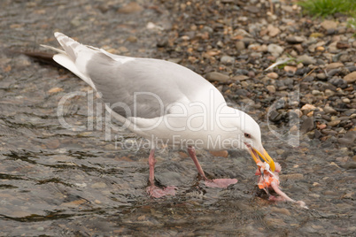 Seagull pecking at salmon chunk in shallows