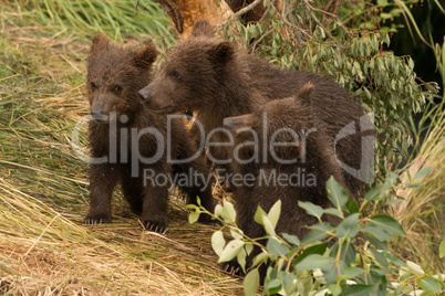 Three bear cubs beneath tree facing left