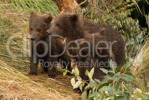 Three bear cubs beneath tree facing left
