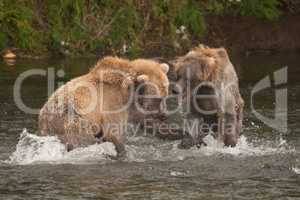 Two bears fighting each other in river