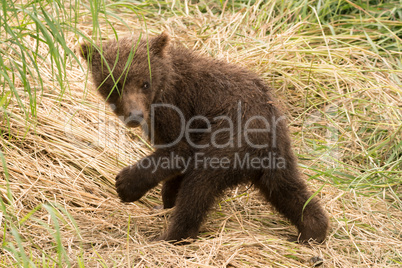 Brown bear cub turns to look back