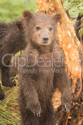Brown bear cub standing on hind legs