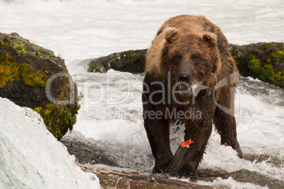 Brown bear eating salmon tail beside rocks