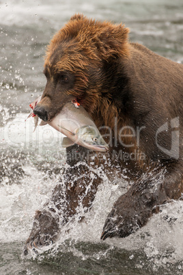 Brown bear holding salmon in white water