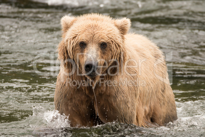 Brown bear in river from the front