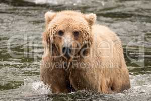 Brown bear in river from the front