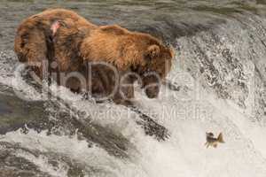 Brown bear on waterfall stares at salmon
