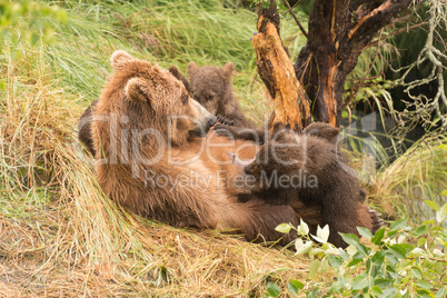 Brown bear nursing four cubs under tree