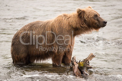 Brown bear standing beside log in river