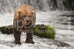 Brown bear staring beside rock at waterfall