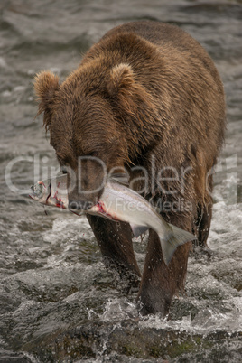 Brown bear walks with salmon in mouth