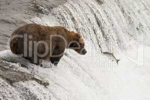 Brown bear watches salmon leaping towards it