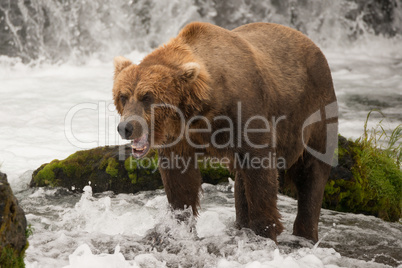 Brown bear yawns beside green mossy rock