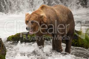 Brown bear yawns beside green mossy rock