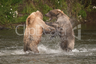 Brown bears fighting in spray of water