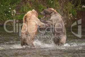Brown bears fighting in spray of water