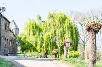 Trauerweide in Zons am Rhein.