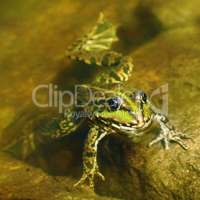 edible frog in muddy water