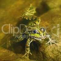 edible frog in muddy water
