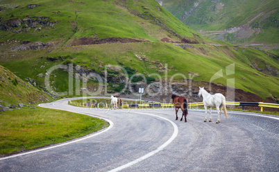 White and brown horses walking on Transfagarasan highway in Roma