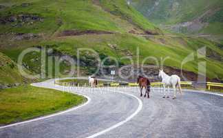 White and brown horses walking on Transfagarasan highway in Roma