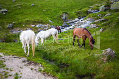 White and brown horses feeding near a water spring on Fagaras mo