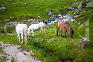 White and brown horses feeding near a water spring on Fagaras mo