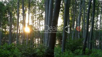 Beautiful beech forest with sunlight