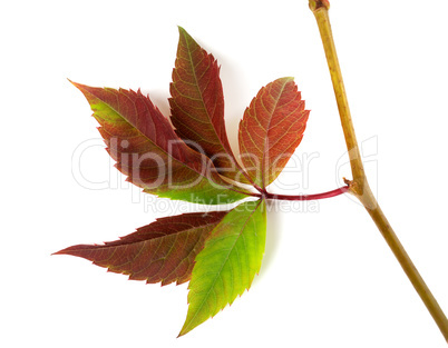 Multicolor autumn twig of grapes leaves