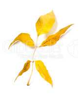 Yellow autumn ash-tree leaves