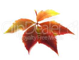 Autumnal virginia creeper leaf