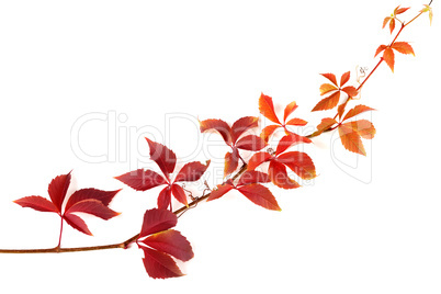 Twig of autumnal grapes leaves