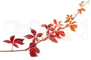 Twig of autumnal grapes leaves