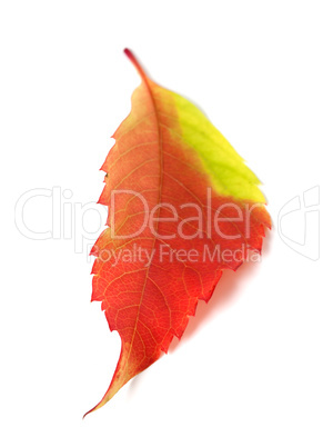 Multicolor autumn leaf from parthenocissus quinquefolia foliage