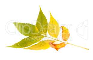 Yellowed autumnal ash-tree leaves