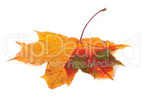 Multicolor autumn maple leaf